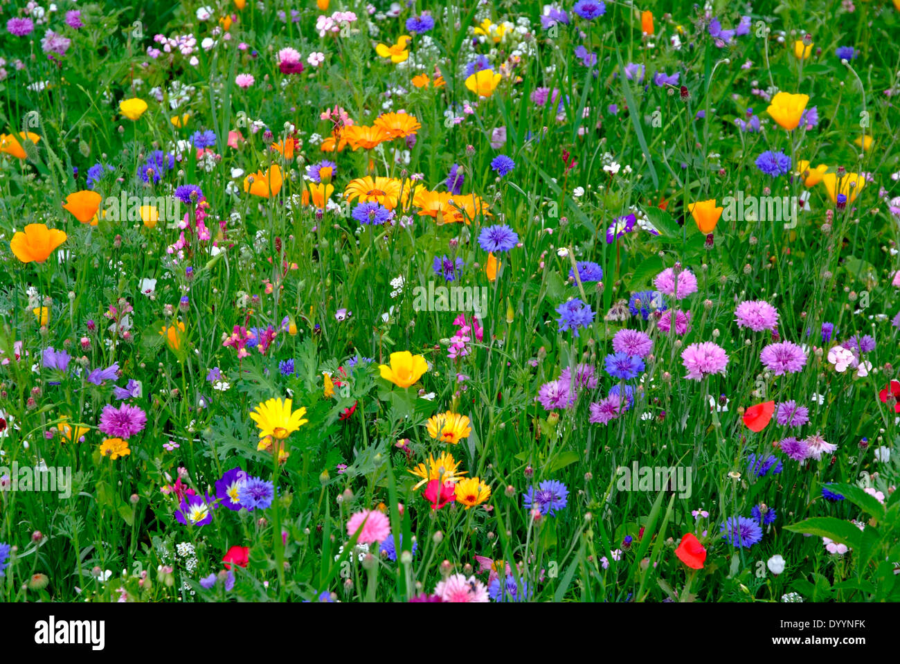 Molti diversi fiori di campo su un prato Foto Stock