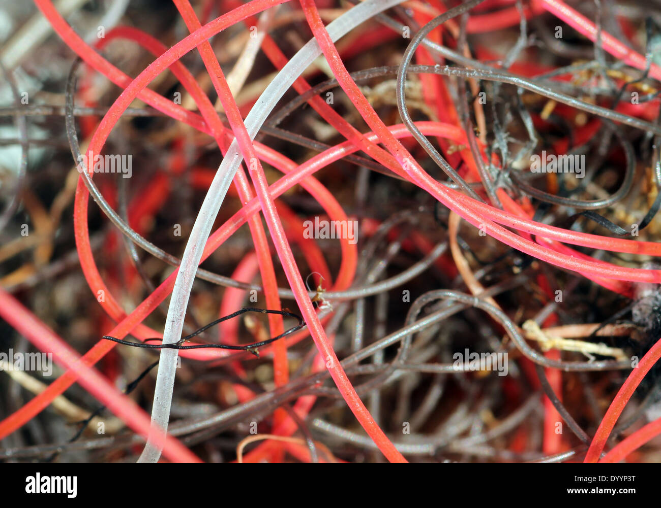 Groviglio di monofilamento lenza da Suffolk beach Foto Stock