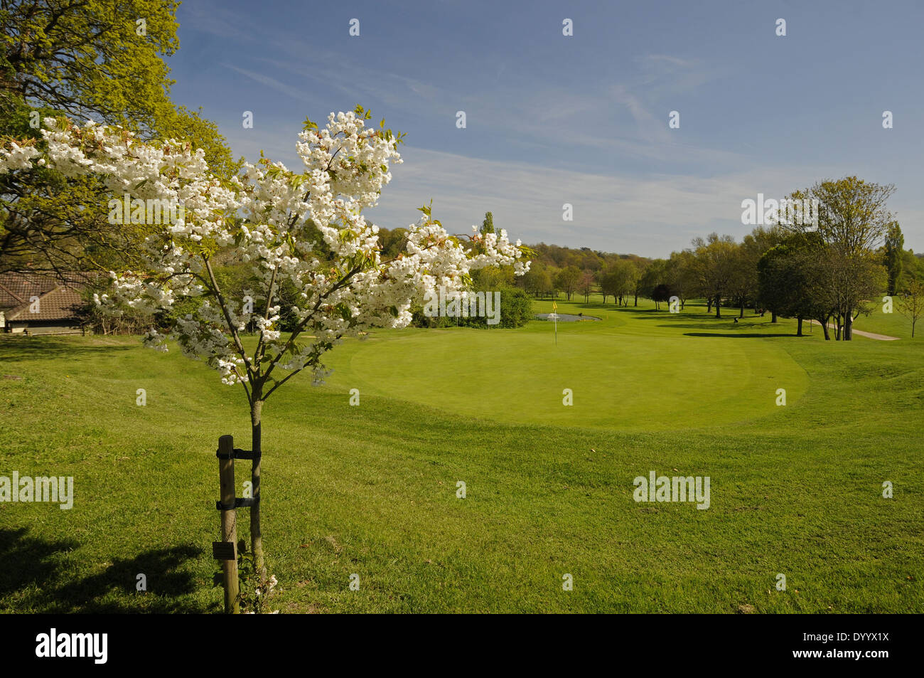 Primavera sbocciano i fiori e stagno sul diciottesimo foro sul corso est Sundridge Park Golf Club Bromley Kent England Foto Stock