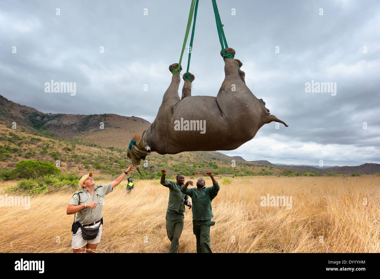Rinoceronte nero (Diceros simum) essendo preparato per un ponte aereo in elicottero.Ithala game reserve.Sud Africa Foto Stock