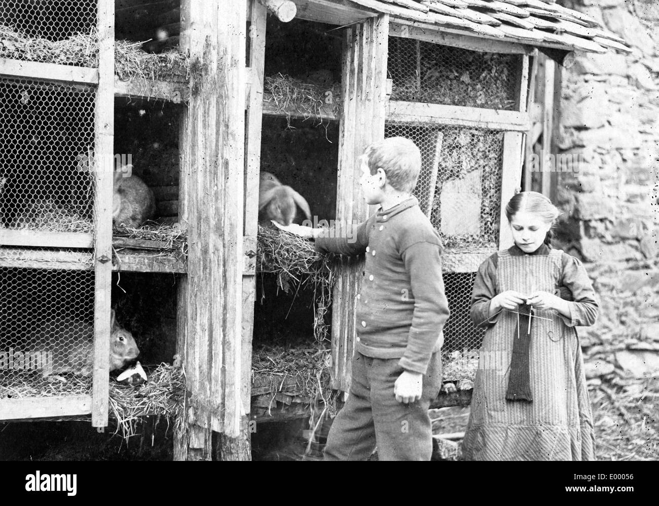 Allevamento di coniglio durante la guerra, 1917 Foto Stock