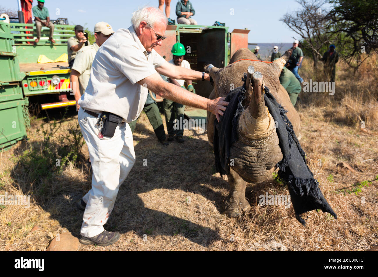 Rinoceronte nero (Diceros simum) essendo rilasciato in un area protetta.Ithala game reserve.Sud Africa Foto Stock