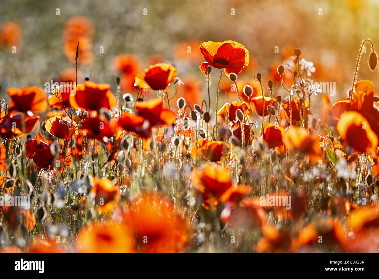 Un campo di papaveri nella campagna britannica Foto Stock