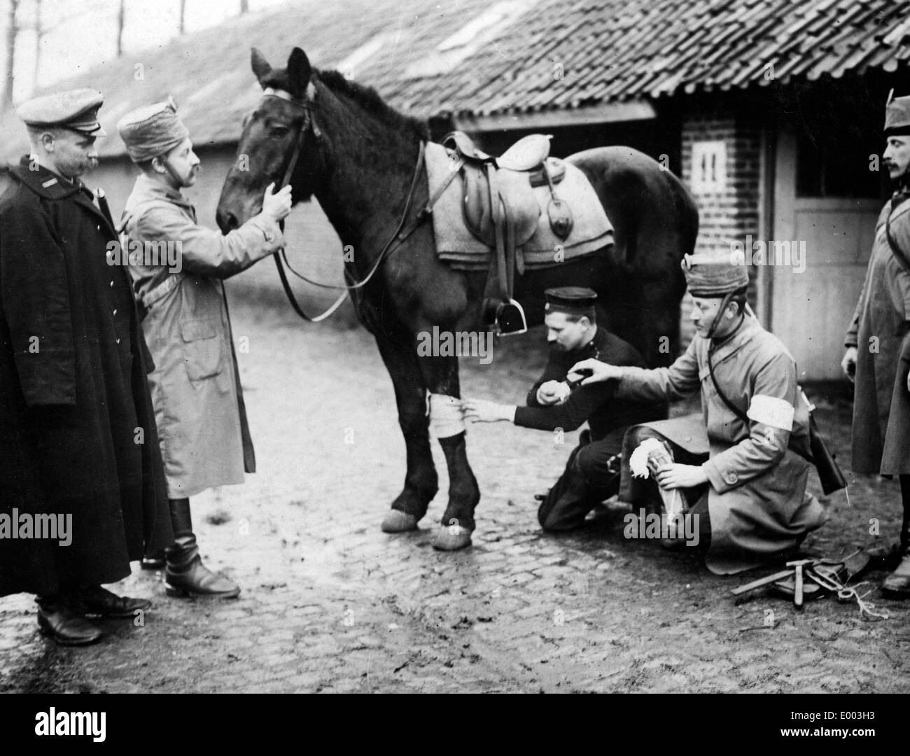 Un tedesco vet bende di un cavallo, 1915 Foto Stock