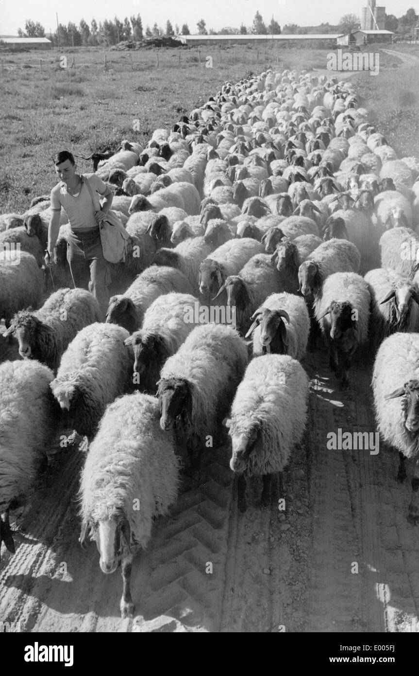 Gregge di pecore in un kibbuz israeliano Foto Stock