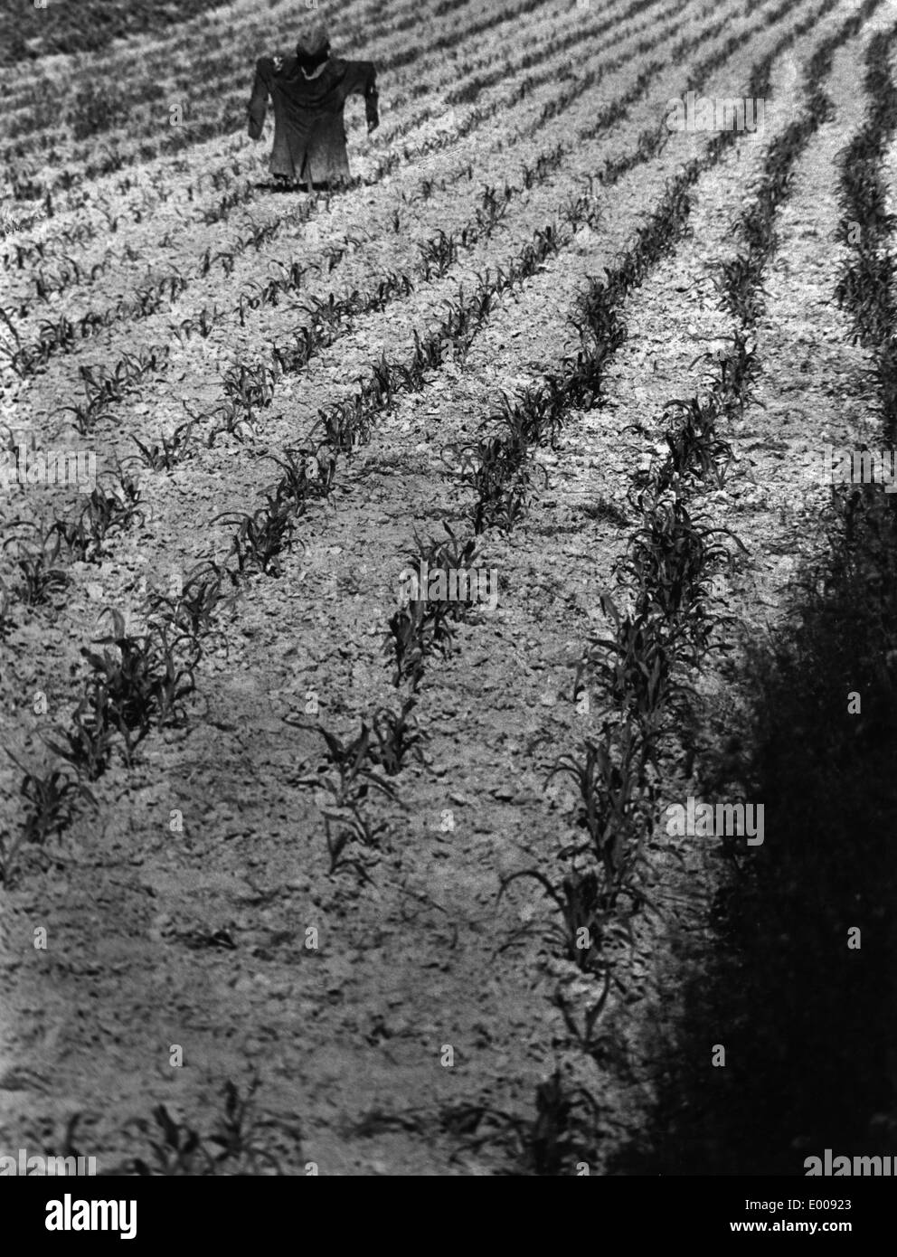 Campo e lo spaventapasseri Foto Stock