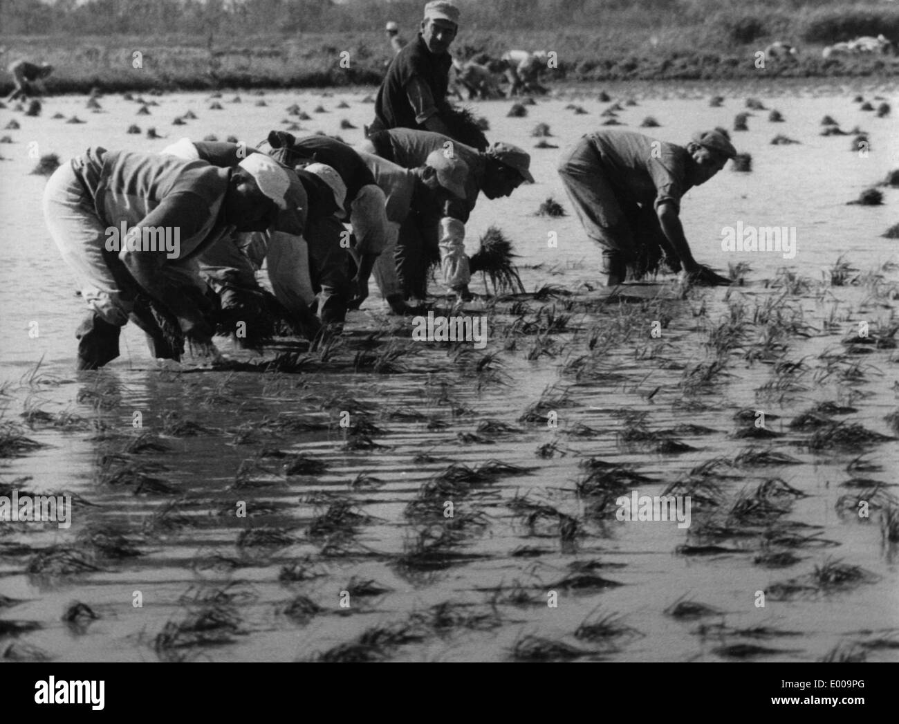 Persone che piantano il riso in Camargue Foto Stock