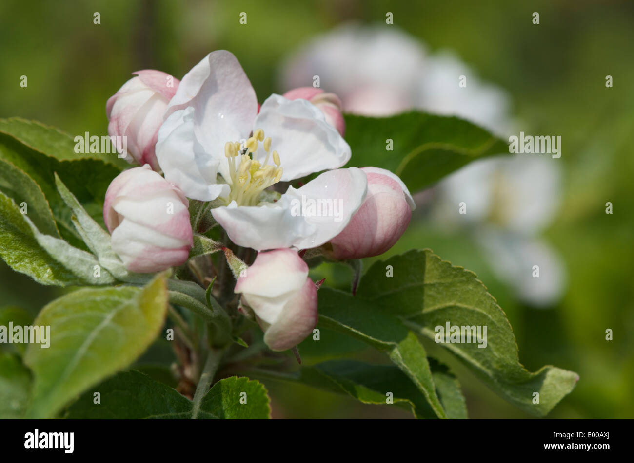 Rosa e Bianco scoperta apple blossom fiori Foto Stock