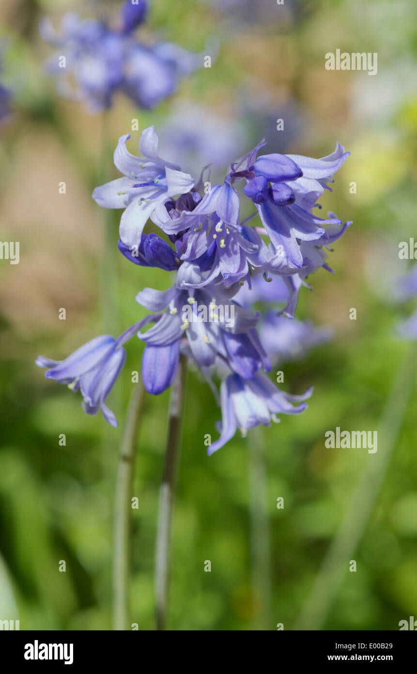 Hybrid bluebell, Hyacinthoides x massartiana - croce tra nativi e Spagnolo bluebell Foto Stock