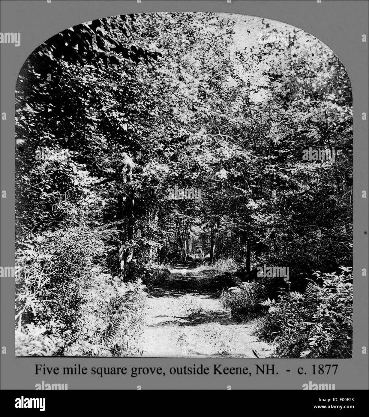 L'immagine cattura una vista panoramica di Five Mile Drive attraverso Dinsmoor Woods a Keene, New Hampshire. La fotografia mette in evidenza gli alti pini e la lussureggiante foresta, con un paesaggio tranquillo e storico segnato dalla storia locale. Foto Stock