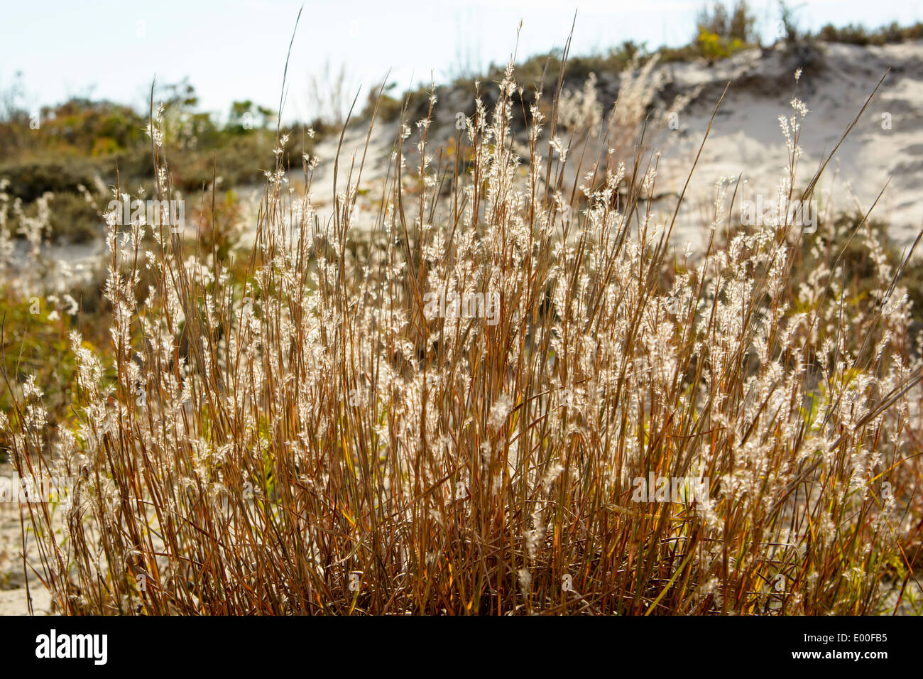 Spiaggia di graminacee, Maryland fine di Assateague Island National Seashore USA. Foto Stock