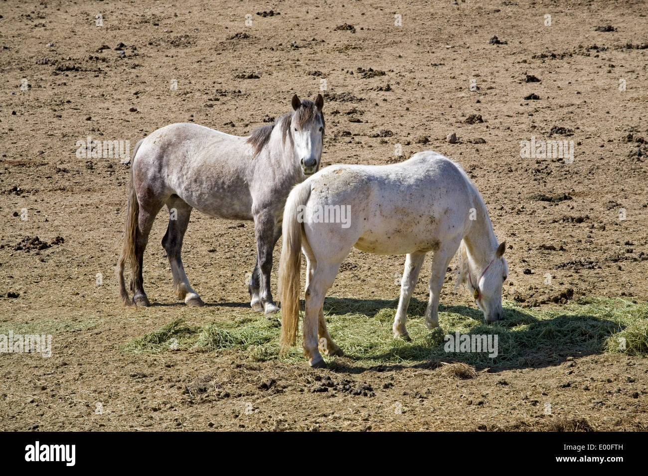 Cavalli selvaggi in stalle presso la BLM Wild Horse Center di Burns, Oregon Foto Stock