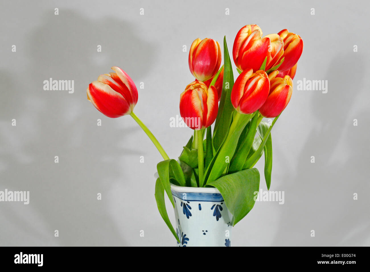 Rosso e giallo tulipani Olandesi in bianco e blu di Delft olandese vaso di ceramica Foto Stock