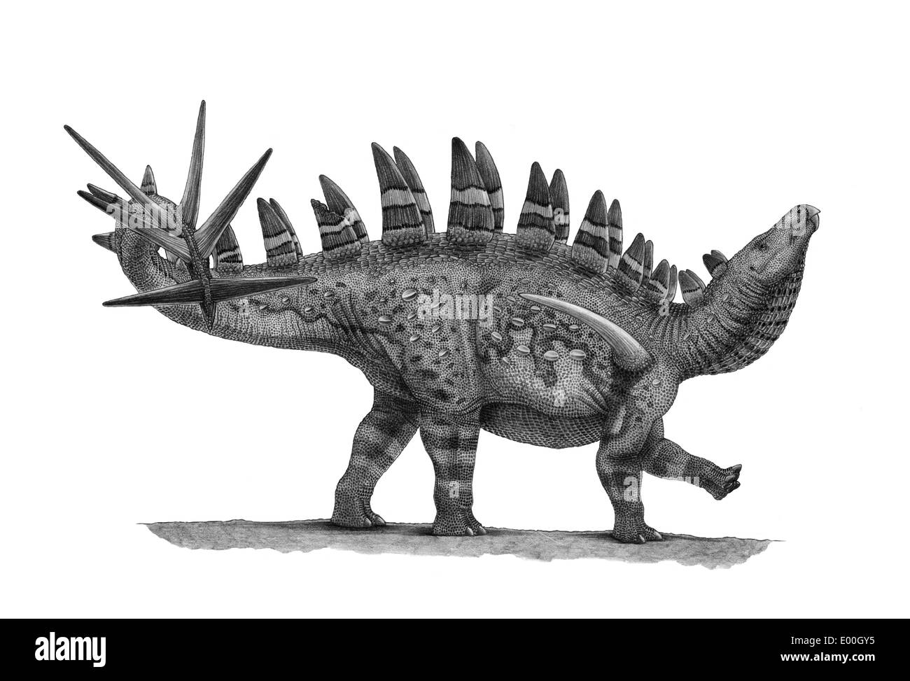 Disegno a matita di Chungkingosaurus jiangbeiensis. Foto Stock