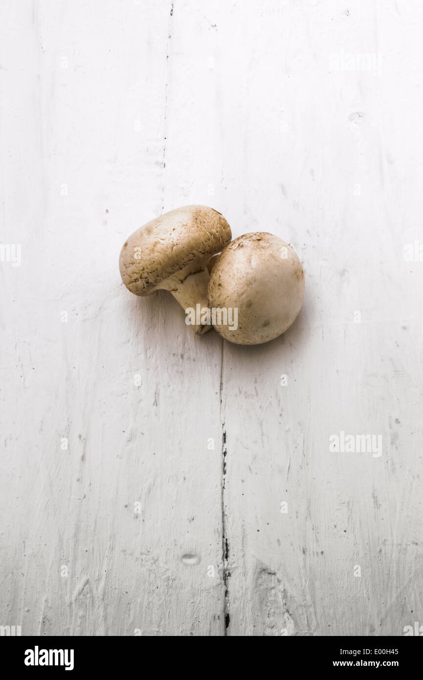 Due pulsanti dei funghi champignon.al centro dell'immagine su di uno sfondo bianco. Foto Stock