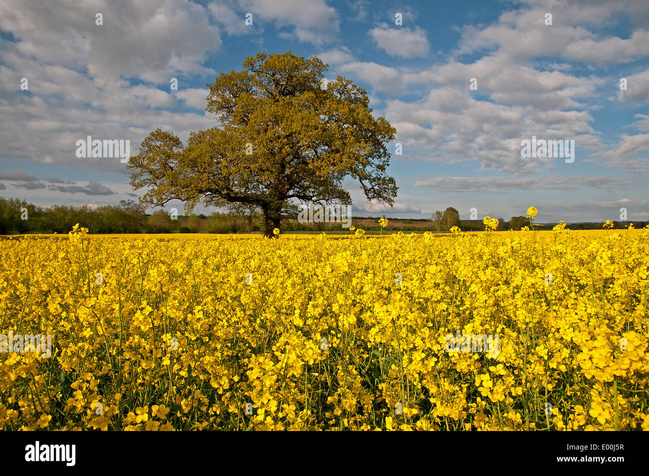 Banbury, Regno Unito. 27 apr 2014. Un bel vecchio albero, giallo di colza e sole rendono un paesaggio glorius in Cotswolds visto dalla A4260 a sud di Banbury Oxfordshire Inghilterra domenica 27 aprile 2014 Credit: David Keith Jones/Alamy Live News Foto Stock