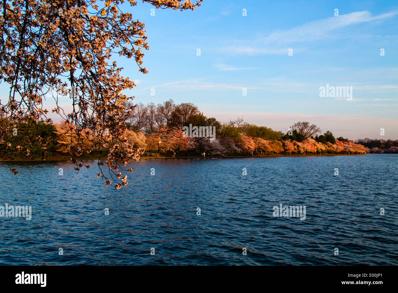 Washington DC Cherry Blossoms intorno al bacino di marea Foto Stock