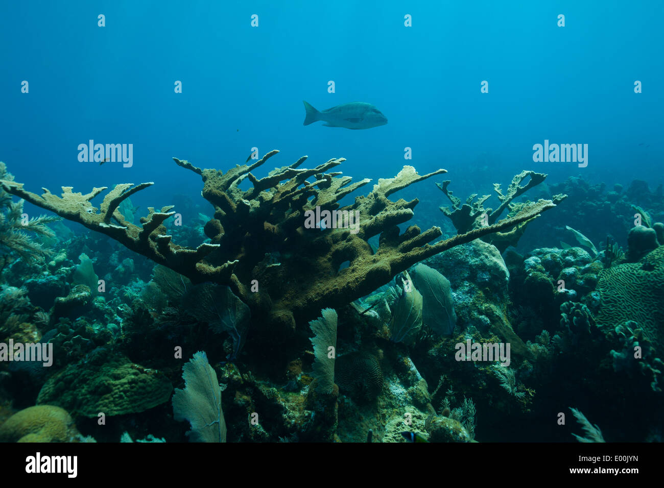 Elkhorn Coral (Acropora palmata) su un tropical Coral reef off, Roatan Honduras in America centrale con un pesce che nuota su di esso. Foto Stock