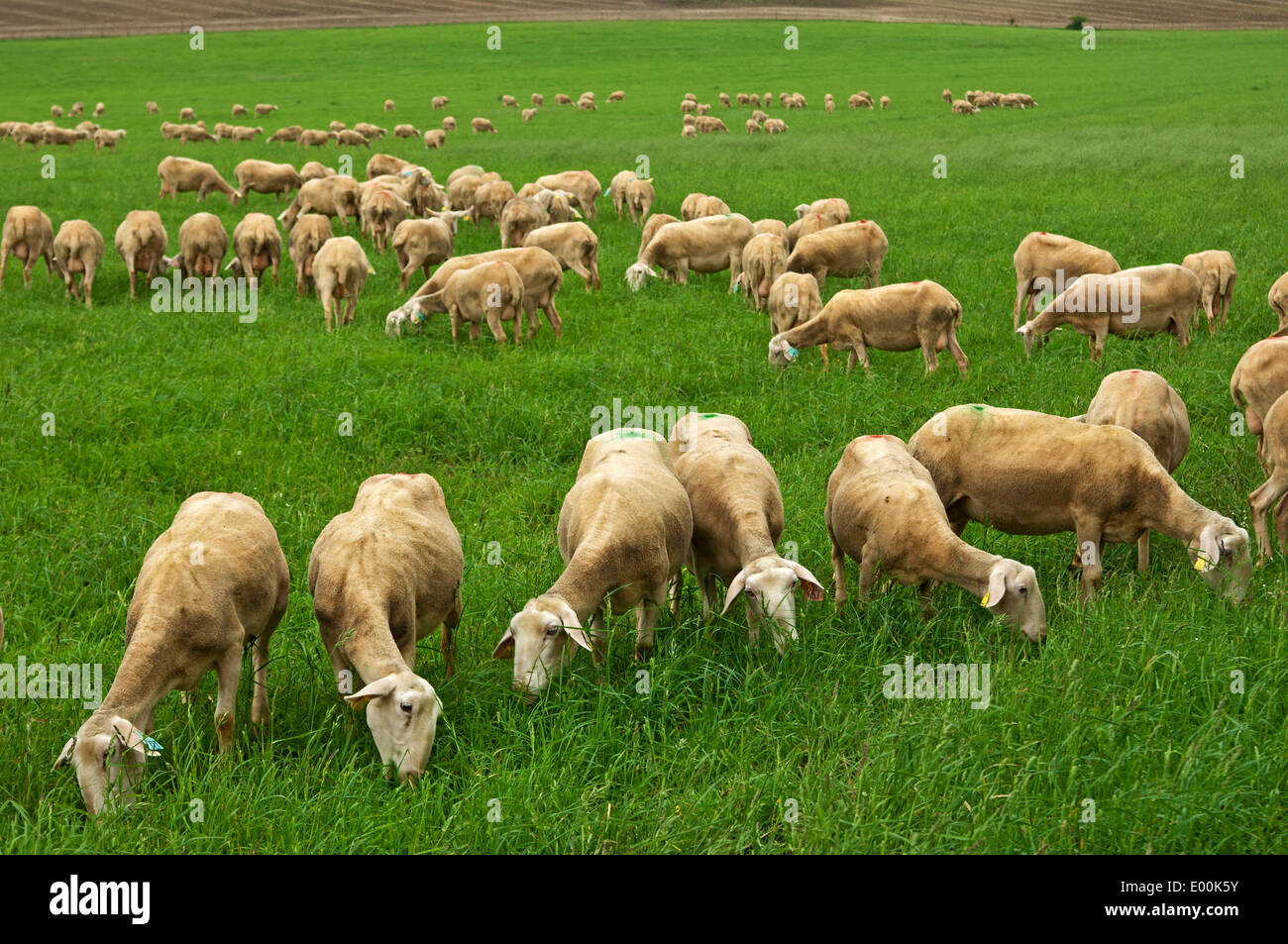 Il pascolo Lacaune dairy pecore, regione di Roquefort, Aveyron, Francia Foto Stock