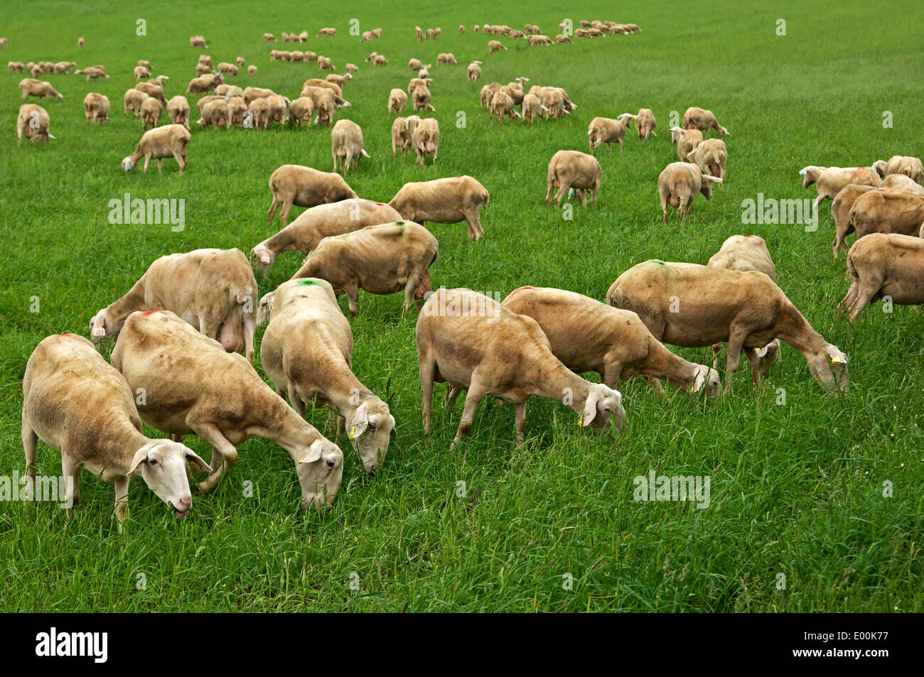 Il pascolo Lacaune dairy pecore, regione di Roquefort, Aveyron, Francia Foto Stock