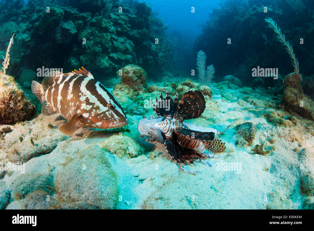 Cernie Nassau (Epinephelus striatus) mangiando un risparmiati da fresco e morto Leone Rosso (pterois volitans) Foto Stock