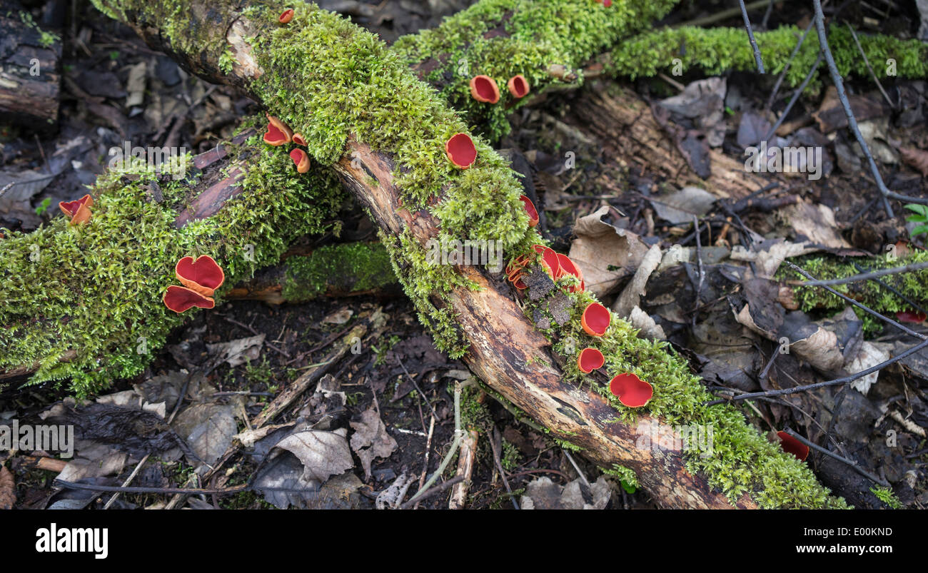 Sarcoscypha coccinea (Scarlet Elf Cup) in Scozia. Foto Stock