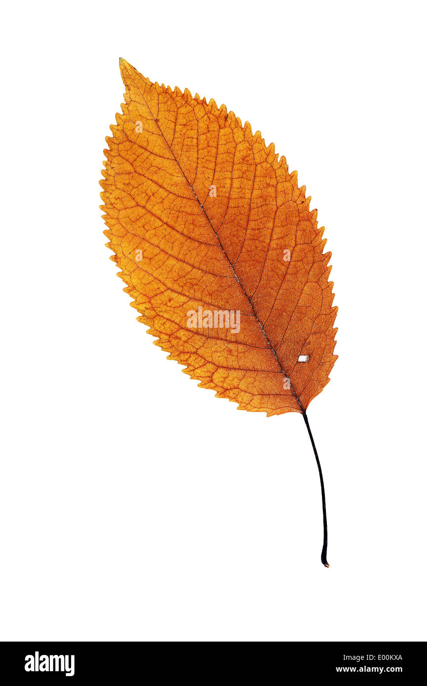 Bel colore arancione cherry autumn leaf isolate su sfondo bianco Foto Stock