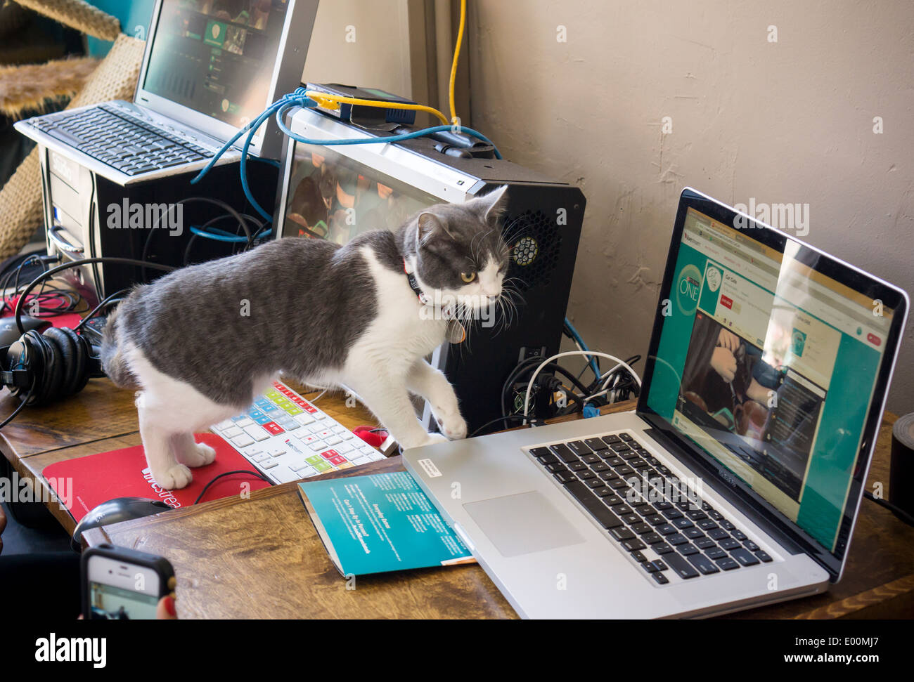 Amanti del gatto provengono da vicino e da lontano per la Cat Cafe on the Bowery a New York Foto Stock