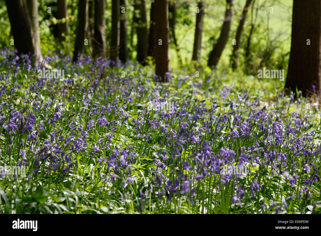 La molla Bluebells fioritura nei boschi Chantries vicino a Guildford nel Surrey Foto Stock