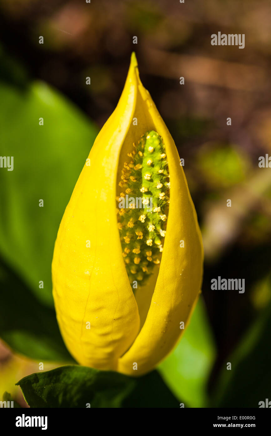 Close-up immagine di una fioritura di Skunk cavolo fiore Foto Stock