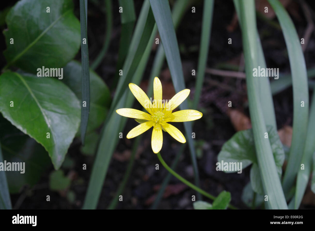 Giallo di fiori selvatici, Fig Buttercup, Ranunculus Ficaria Foto Stock