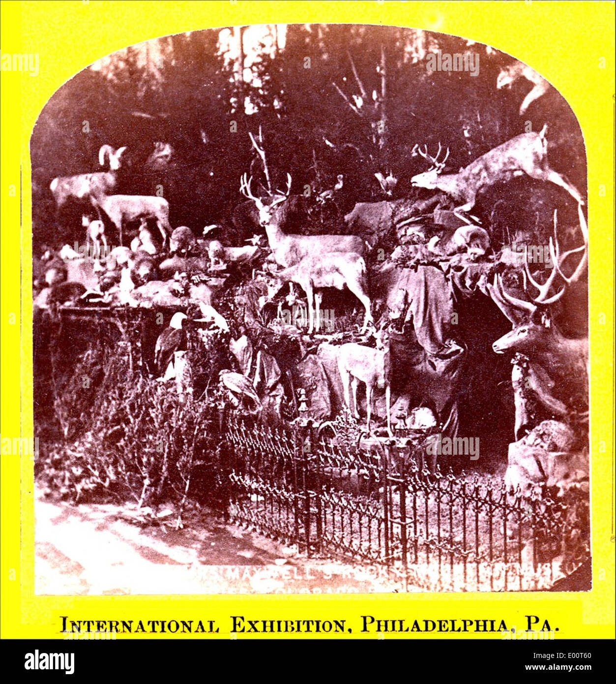 La Centennial International Exhibition nel 1876 ha presentato una mostra di animali, che mostra animali tassidermizzati come pecore e cervi delle Montagne Rocciose. La mostra ha evidenziato i progressi nella tassidermia e nella visualizzazione di animali. Foto Stock