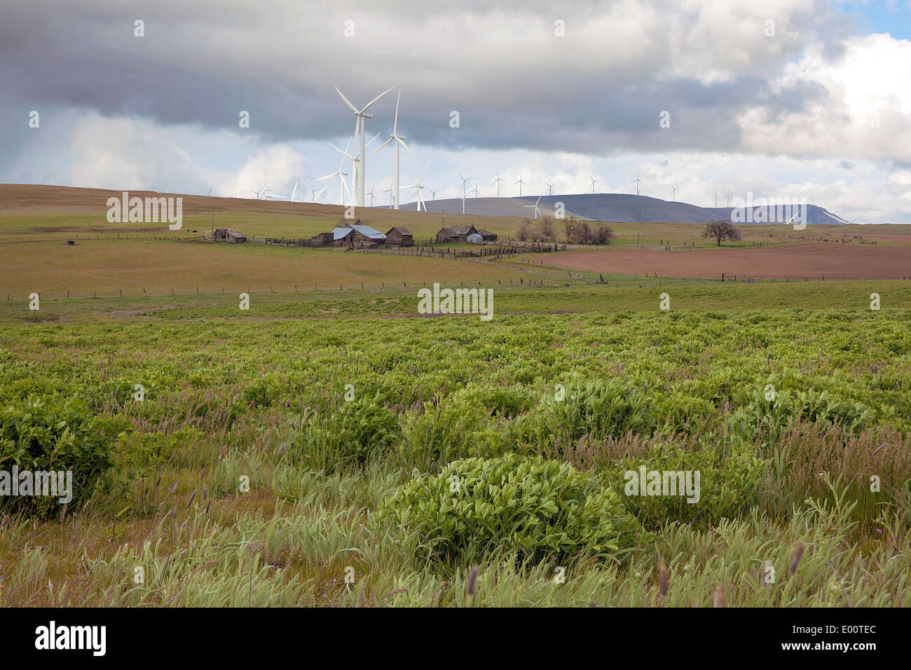 Ranch di bestiame di terreni agricoli e Wind Farm con turbine eoliche nello Stato di Washington Foto Stock