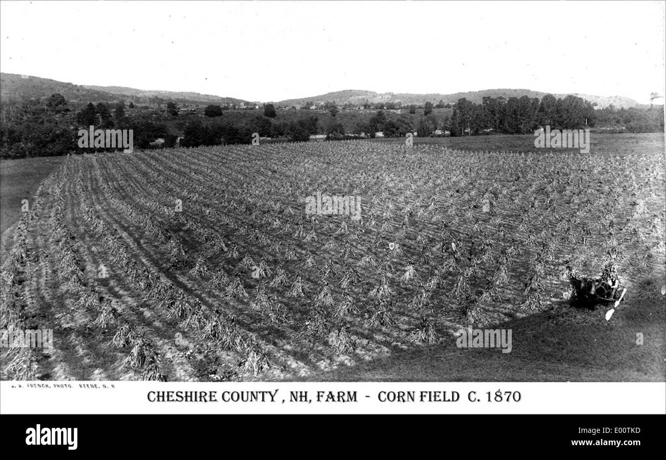 Campo di mais nella Contea di Cheshire New Hampshire Foto Stock