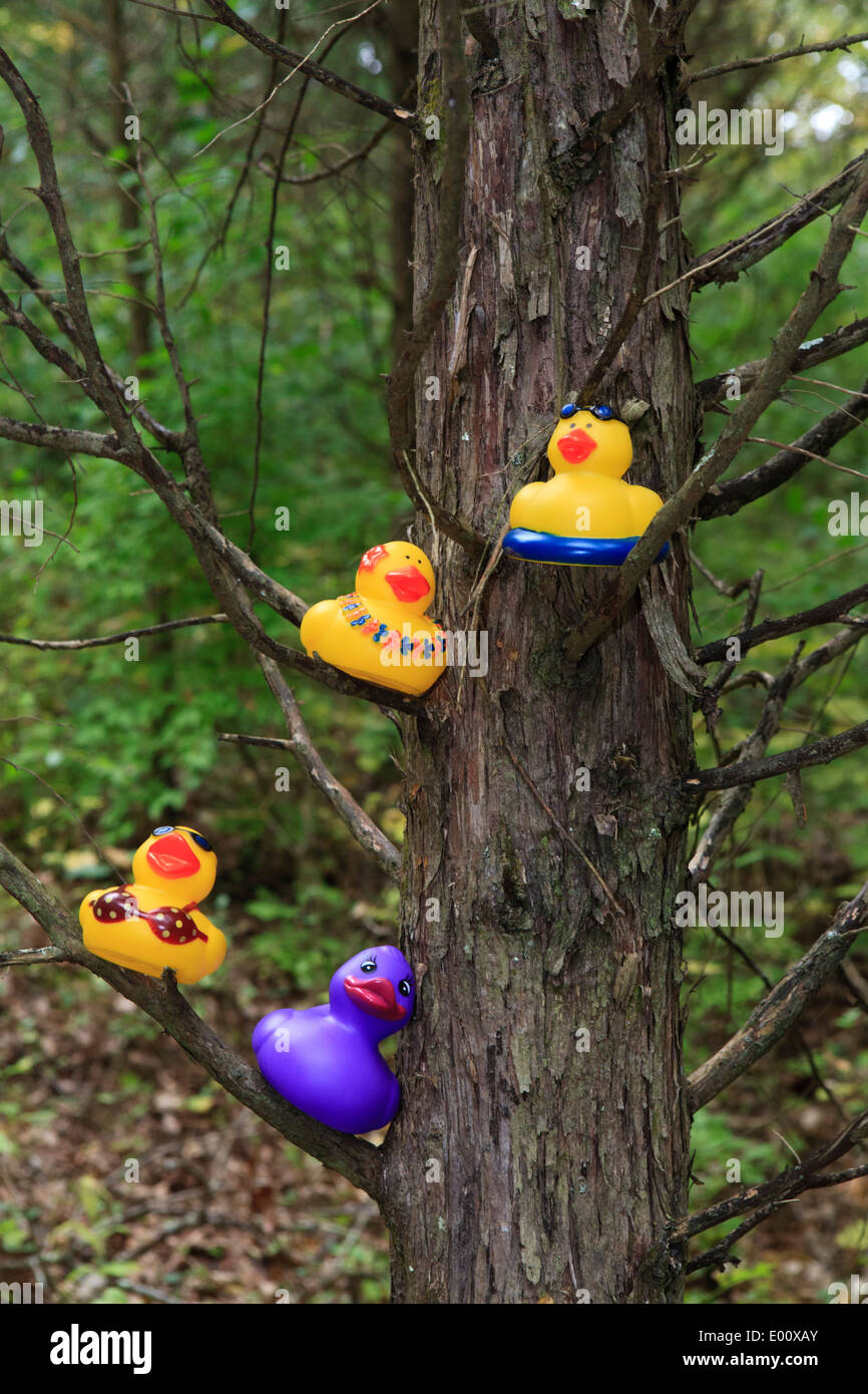 Le papere di gomma in una struttura ad albero. Foto Stock