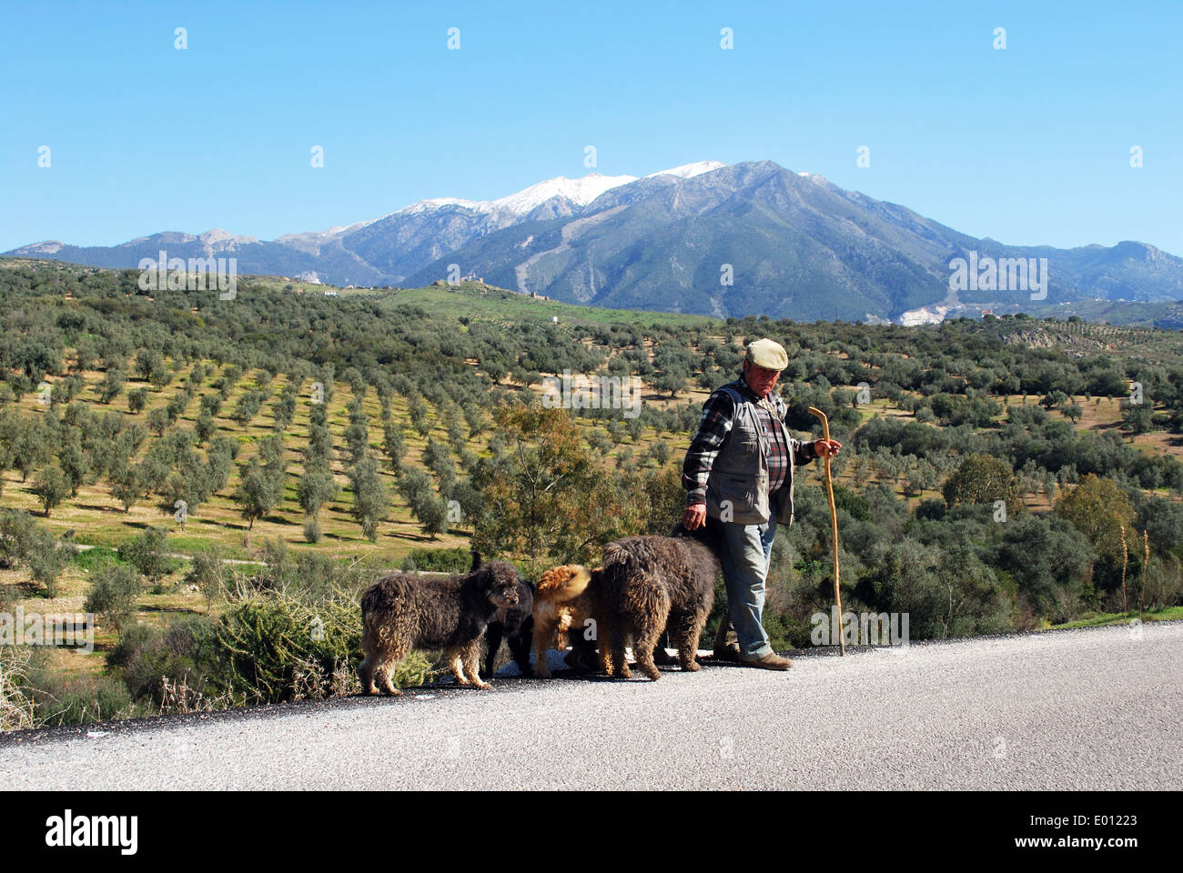 Il pastore e i suoi cani con montagne innevate a posteriore, vicino a Periana, Costa del Sol, provincia di Malaga, Andalusia, Spagna. Foto Stock