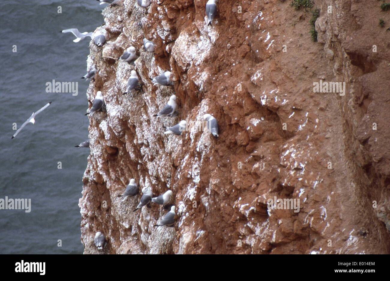 Sule sull isola di Helgoland, 1984 Foto Stock