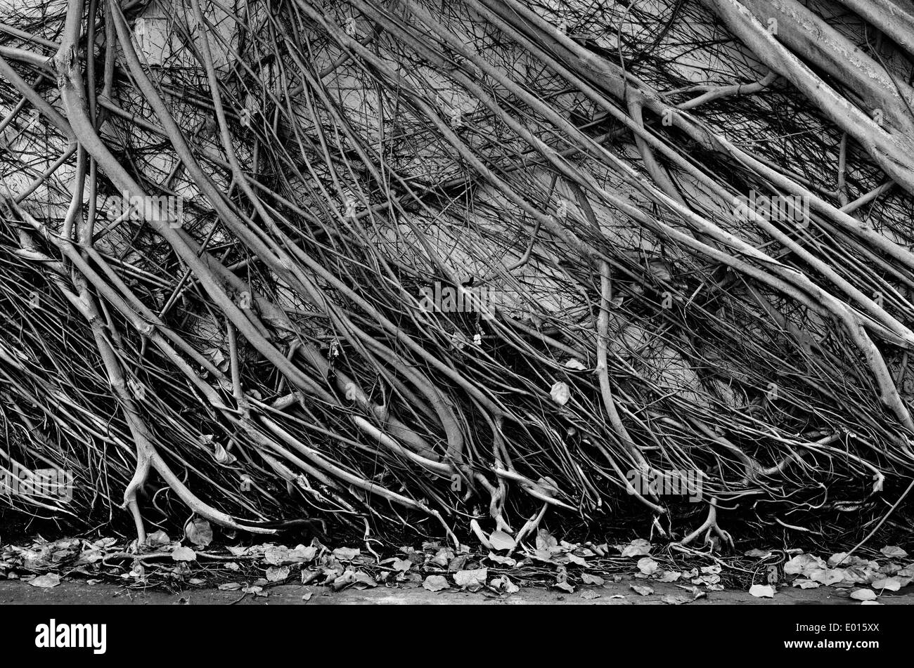 Una fotografia in bianco e nero di un Bhodhi radici di albero che cresce su una parete inclinata. Foto Stock