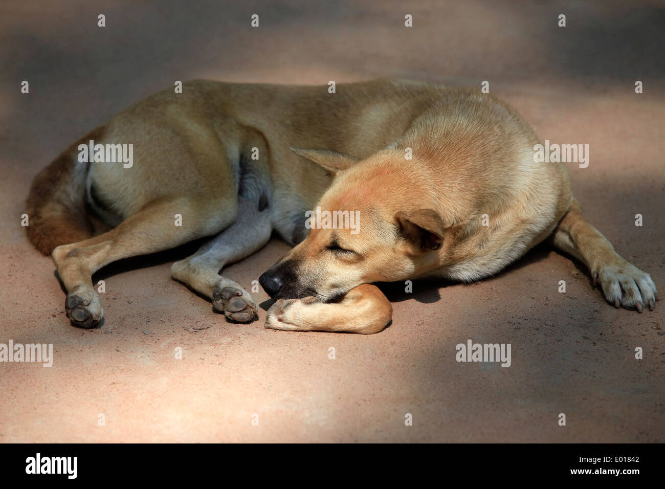 Il cane rosso di dormire sulla strada. Cambogia Foto Stock