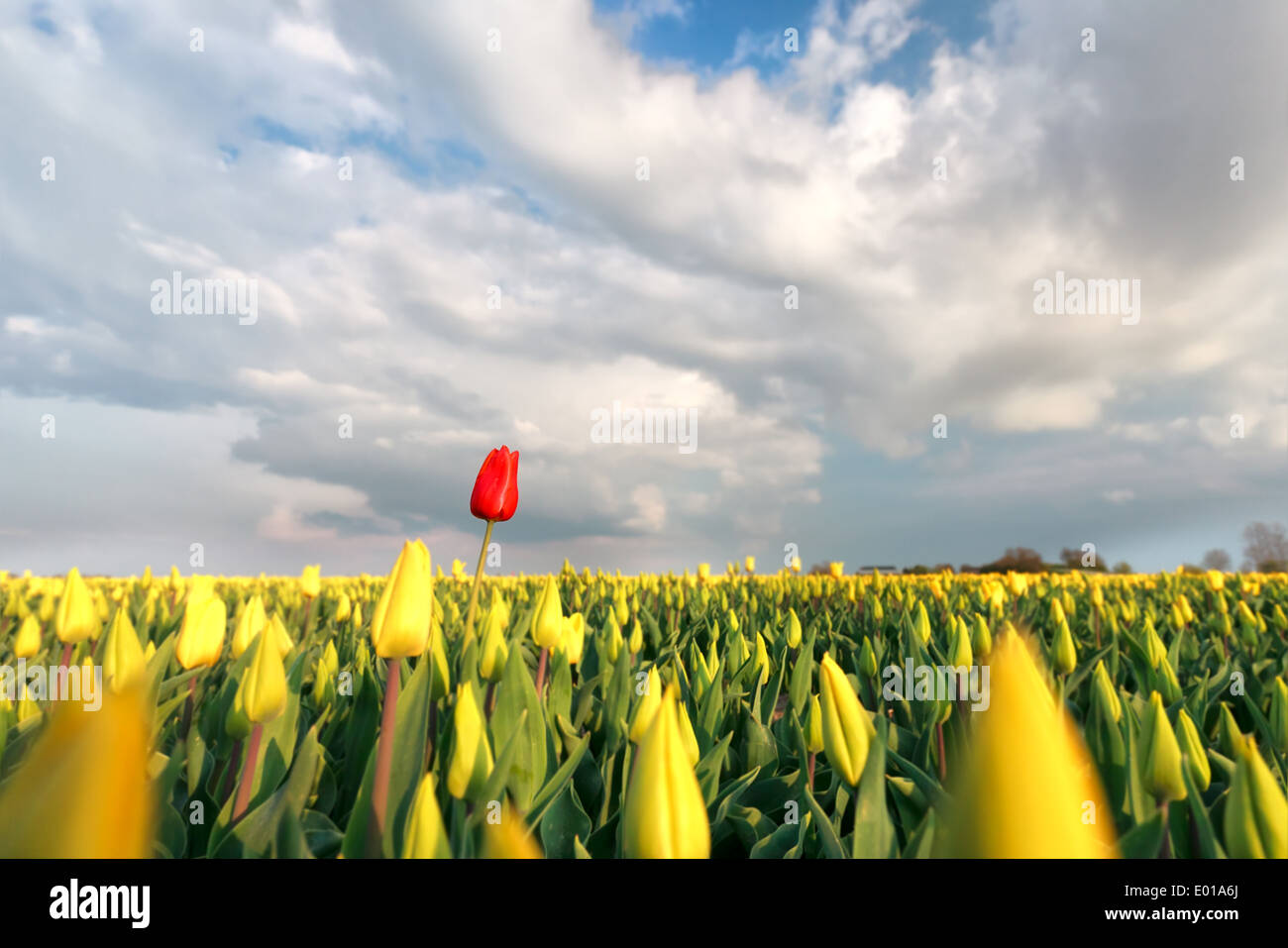 Red tulip sul campo giallo in primavera, Olanda Foto Stock