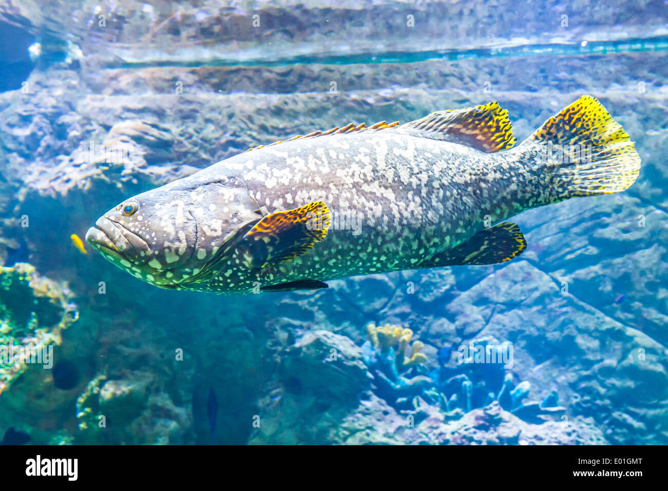Pesce persico in pietra di una foto in un acquario più grande Foto Stock