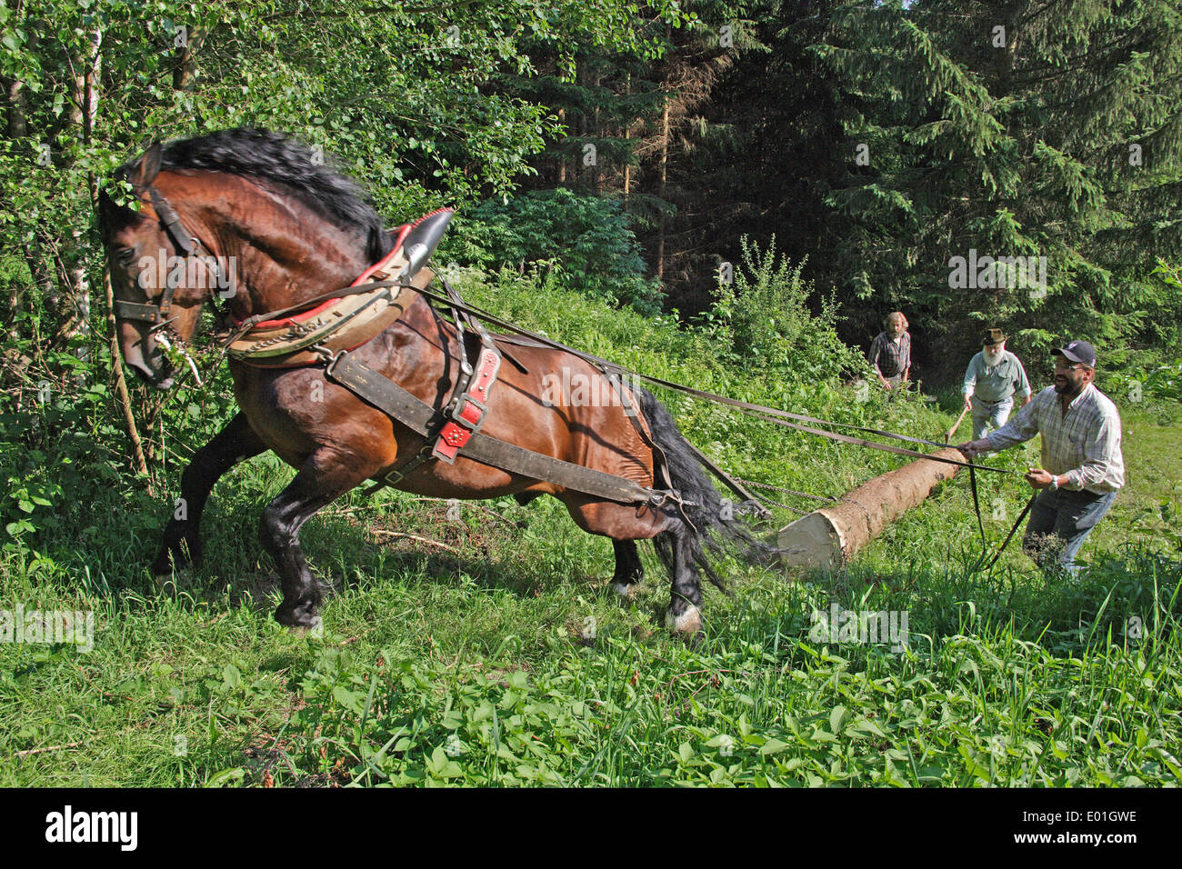 Sud Coldblood TEDESCO Horse . Stallone lavora in una foresta. Germania Foto Stock