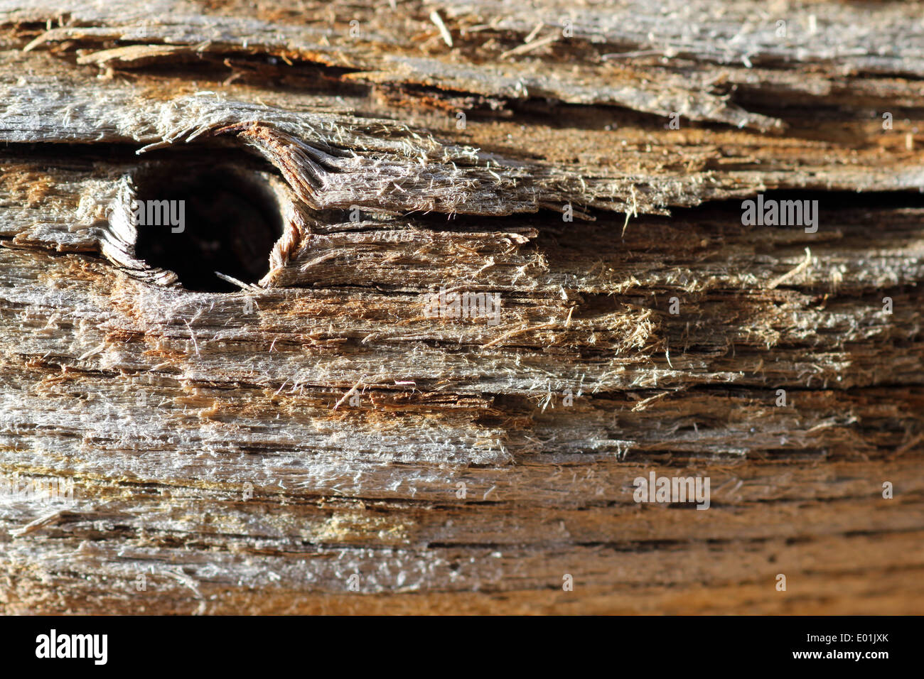 Immagine macro di driftwood Foto Stock