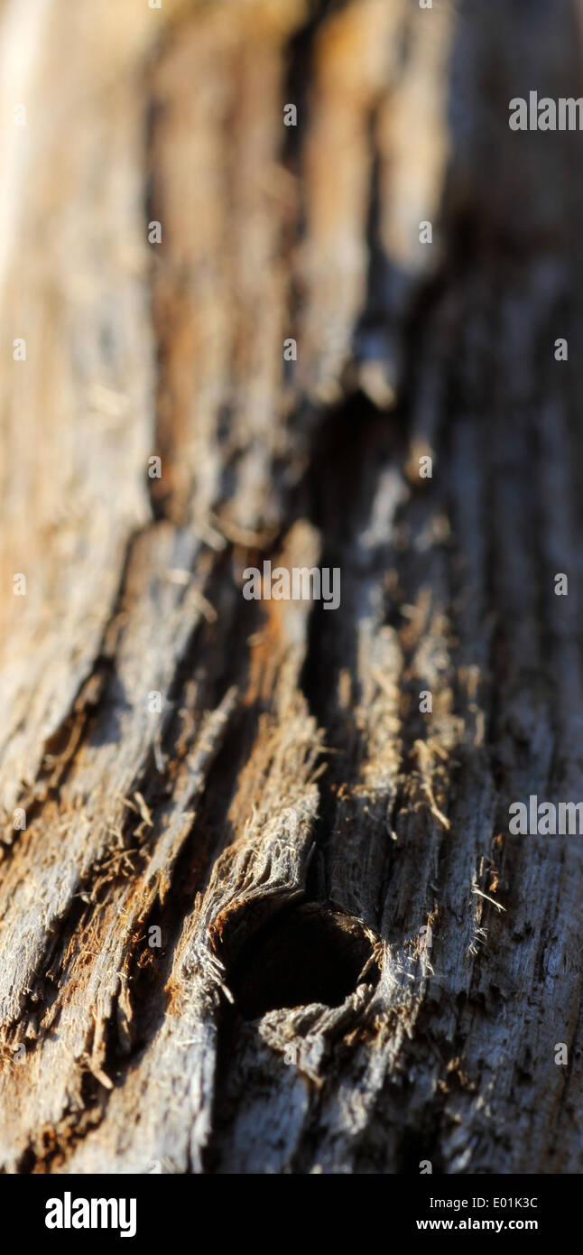 Immagine macro di driftwood Foto Stock