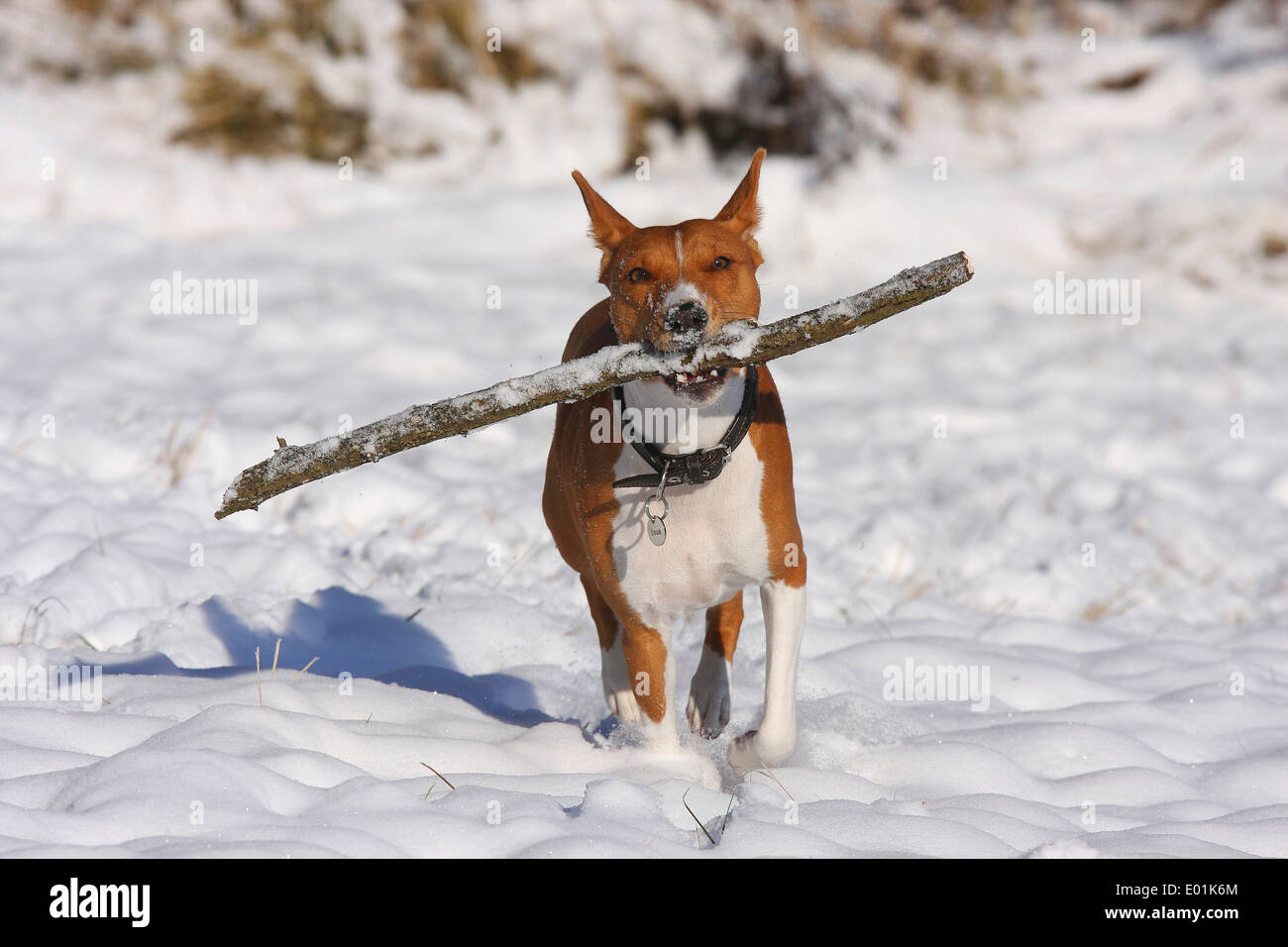 Basenji. Adulto in esecuzione nella neve mentre trasporta un bastone nel suo muso. Germania Foto Stock