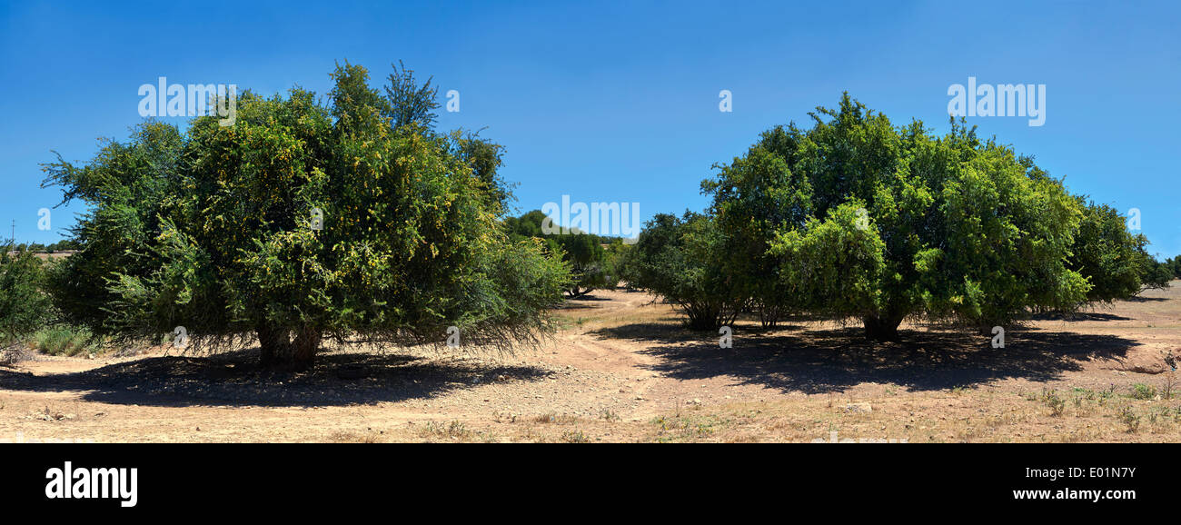 Caprini alimentare sui dadi di Argan in una struttura ad albero di Argon. Vicino a Essouira,, Marocco Foto Stock