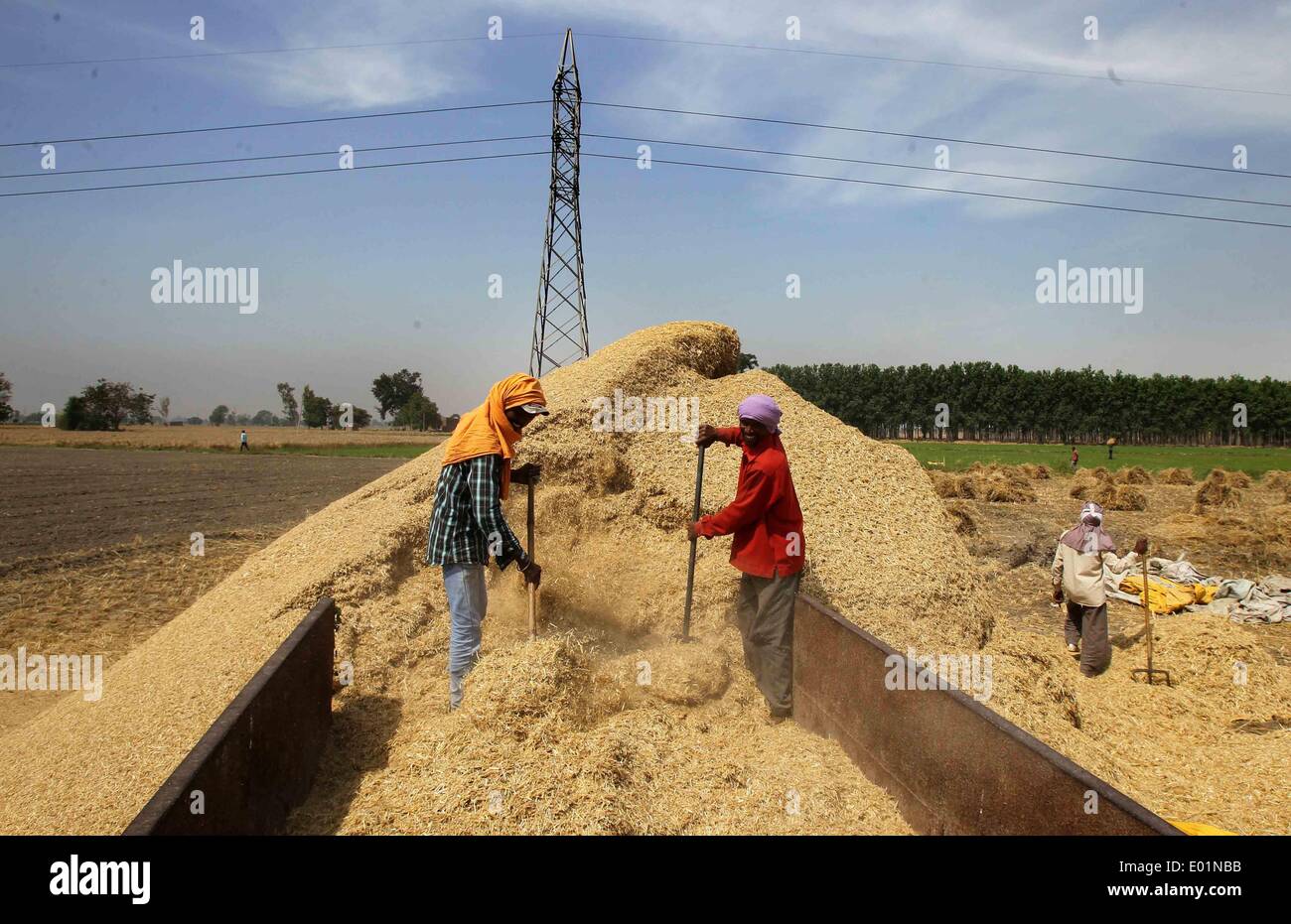 Amritsar. 29 apr 2014. Punjabi agricoltori caricare il grano trebbiato piante in un trattore per alimentare cattles in villaggio Chabba nella periferia di Amritsar città dell India del nord di stato del Punjab, 29 aprile 2014. © Javed Dar/Xinhua/Alamy Live News Foto Stock