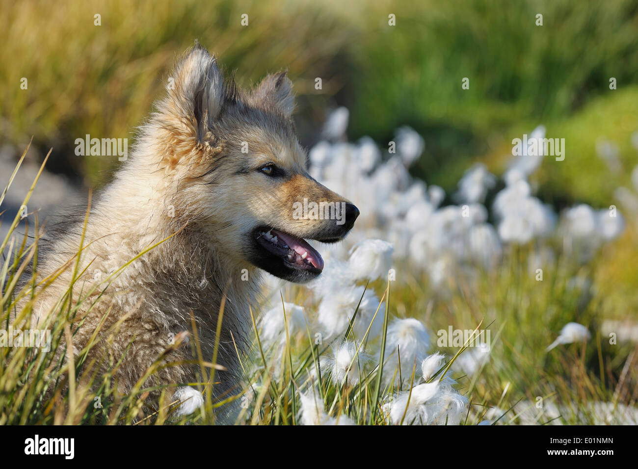 La Groenlandia cane (Canis lupus familiaris). Puppy su un prato con Cottongrass. La Groenlandia , Groenlandhund, Groenlaendischer Schlitte Foto Stock