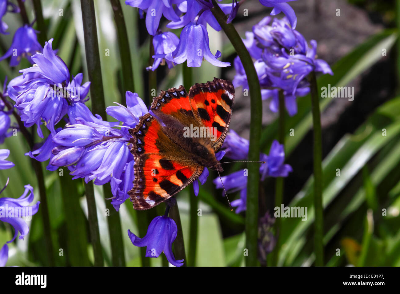 Piccola tartaruga farfalla sulla bluebells Foto Stock