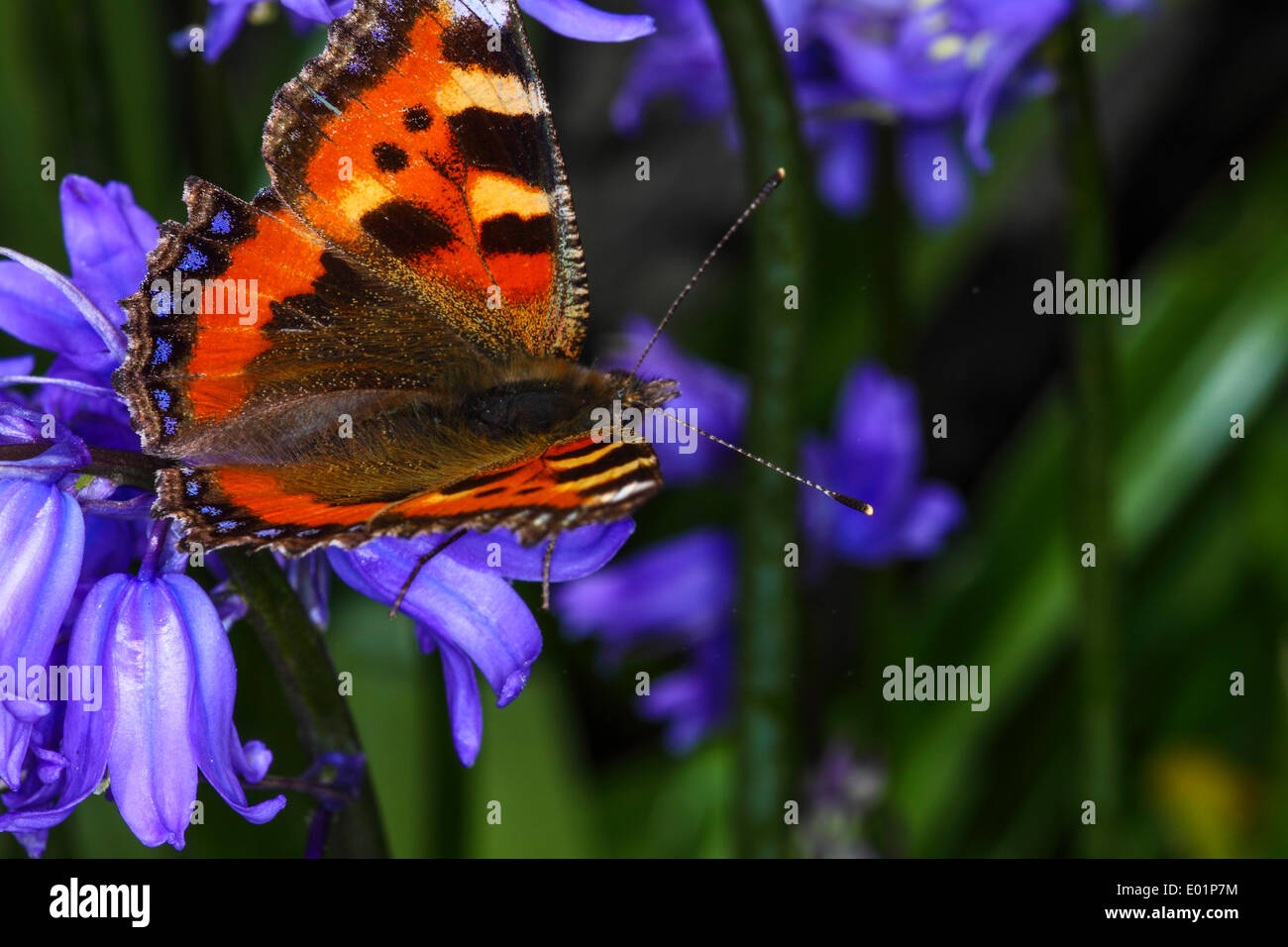 Piccola tartaruga farfalla sulla bluebells Foto Stock